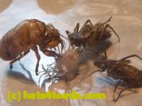 /home//u458753944/public_html/sourcegallery//////////////Insects and small critters/silliness/P1130851.JPG